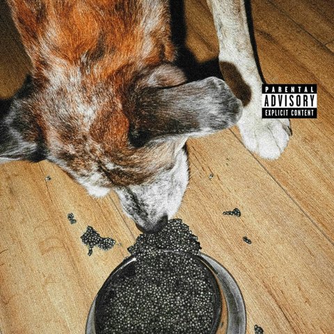 00-gal-du_caviar_pour_mon_chien-web-fr-2025