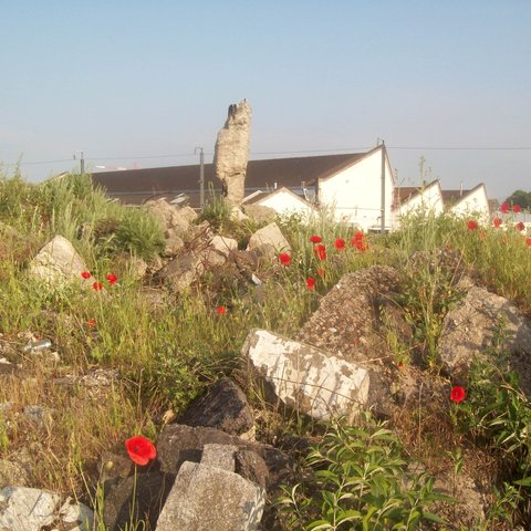 friche et coquelicot