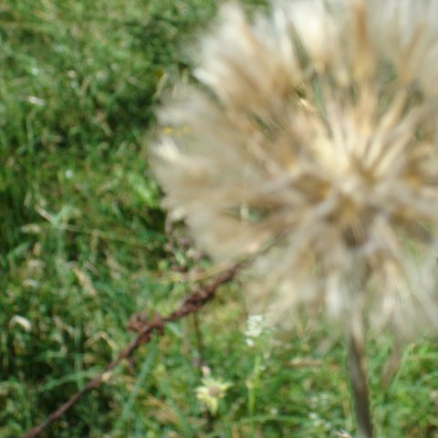 DSC00852