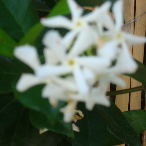 DSC03958