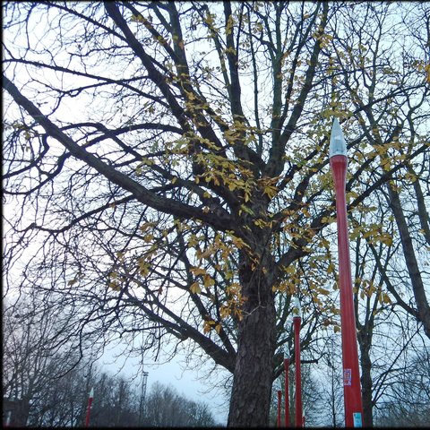 Effet_de_la_pollution_lumineuse_sur_l'arbre_urbain_Effect_of_light_pollution_on_urban_trees_and_dead_leaves_01