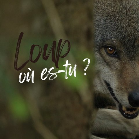 Loup-ou-es-tu-affiche-