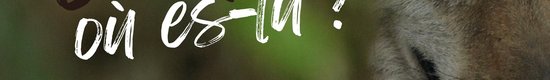 Loup-ou-es-tu-affiche-