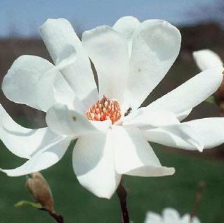 Magnolia x loebneri 'Merrill'-01