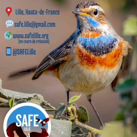 SAFE affiche