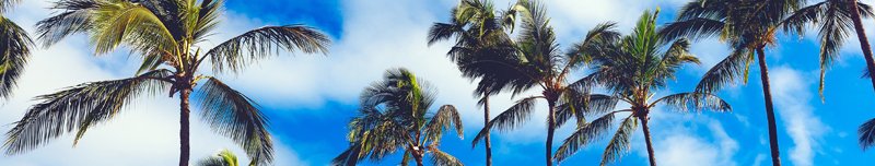 Summer-palm-trees-blue-sky-clouds_3840x2160