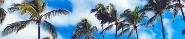 Summer-palm-trees-blue-sky-clouds_3840x2160