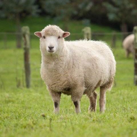 Tremblante-du-mouton-elle-pourrait-se-transmettre-a-l-homme