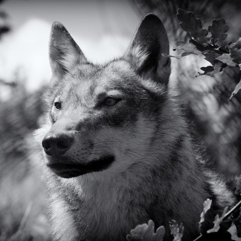 Wolf-Center-1-scaled