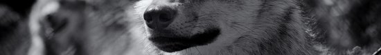 Wolf-Center-1-scaled