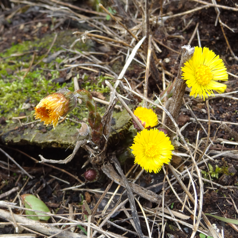 asteracées