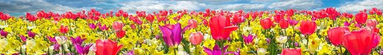 beautiful-flowers-g6c015b5eb_1280