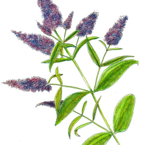 buddleia