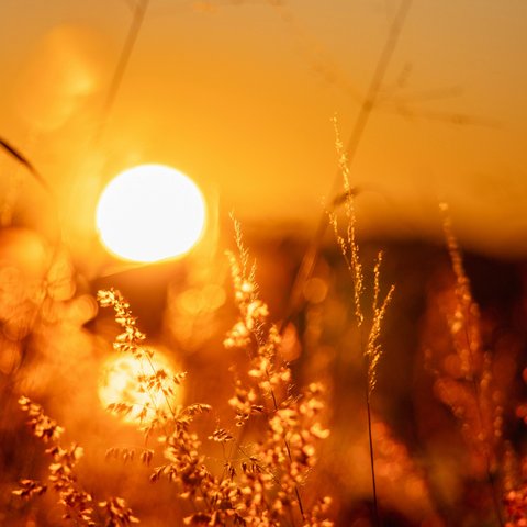 pexels-ambpixels-20938487