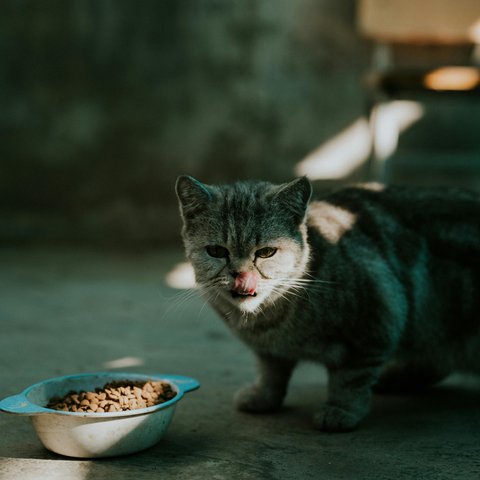 pexels-chuotanhls-19457801