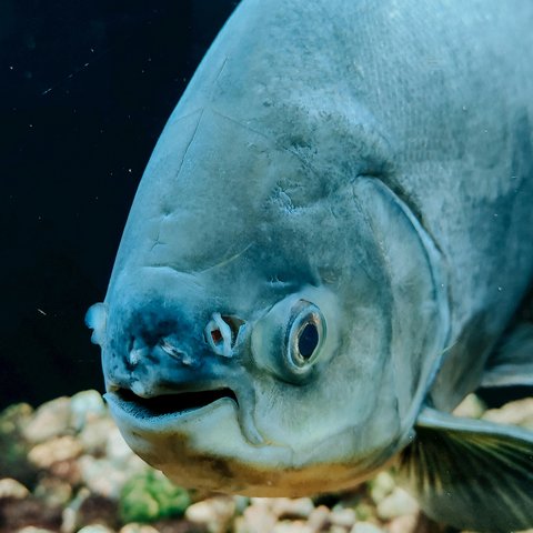 pexels-ellesionarios-33445048