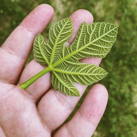 pexels-ersinizan-17252820