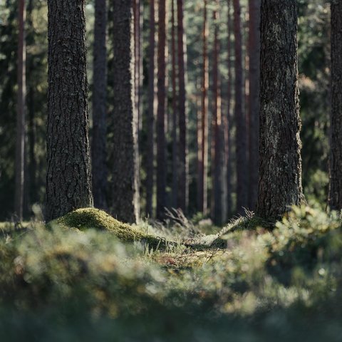 pexels-lauripoldre-31628982