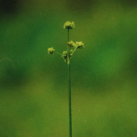 pexels-oficialwallace-15192442