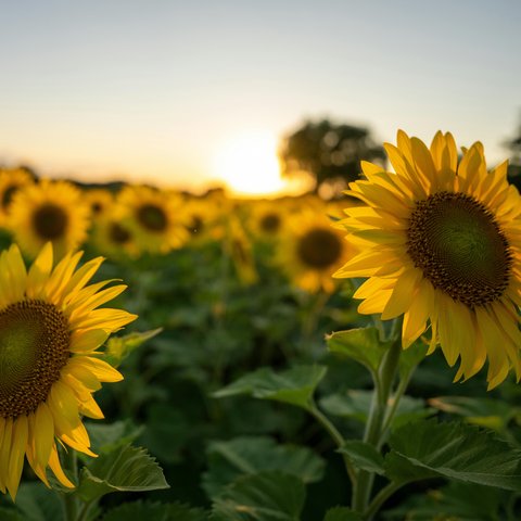 pexels-tomfisk-27892977