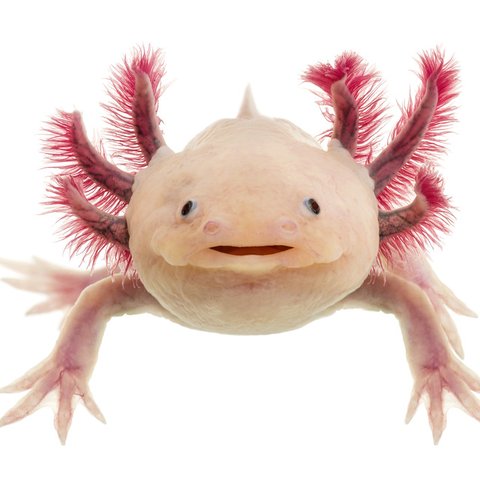 stock-photo-axolotl-ambystoma-mexicanum-in-front